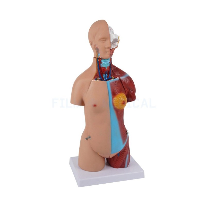 Anatomical Model Small
